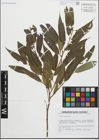 Foto von Salix fragilis L.